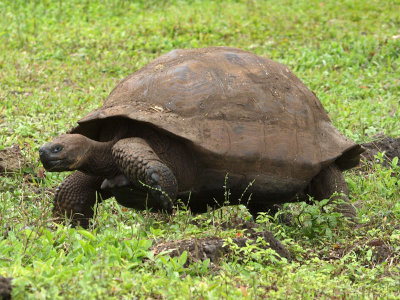 Giant Galapagos Tortoise on the move