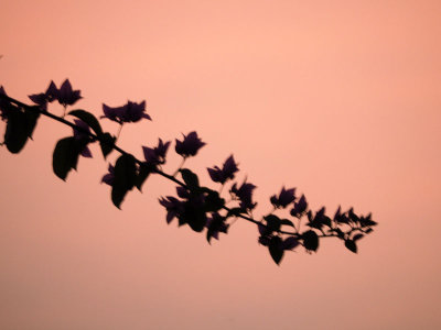 Sunset and the bougainvilla