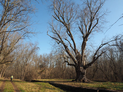 The old tree at the remains of Lock 26