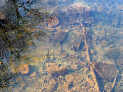 The clear waters of the Monocacy river