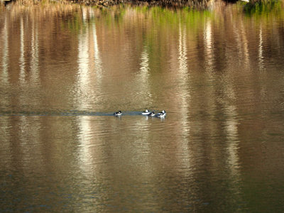 Buffleheads in Seneca lake