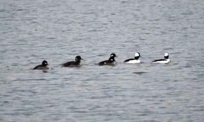 Buffleheads all in a row in Seneca lake