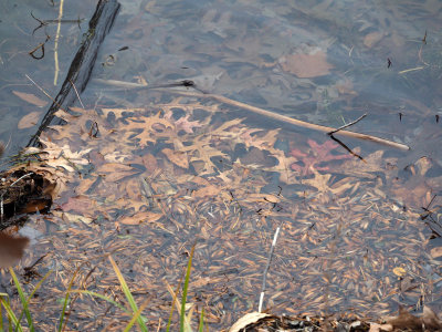 Fallen leaves, Seneca Lake