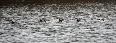 Buffleheads take flight at Seneca Lake