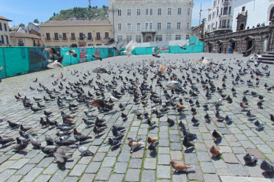 Pigeons on the square in front of the church of St. Francis in Quito