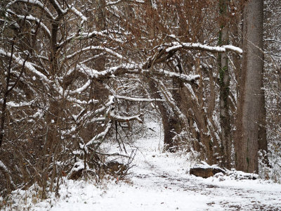 Snowy trails