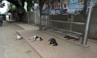 Sleeping street dogs at the bus stop in Chennai