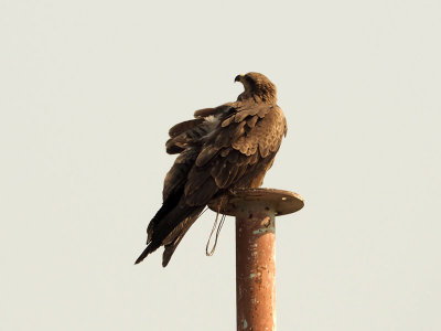 A hawk on a pole on Vindhyagiri hill in Shravanabelagola