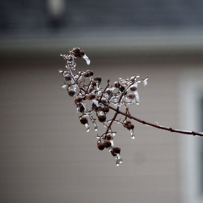 After the ice storm