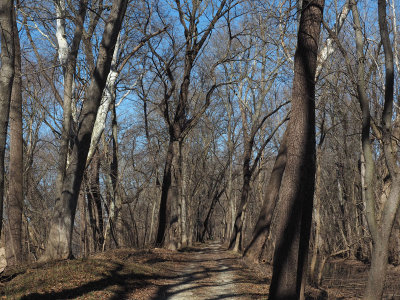 The trail in the morning light