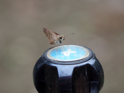 A skipper in the backyard, Chennai