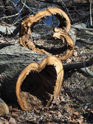 The broken heart on the trail a few weeks after Valentine's day