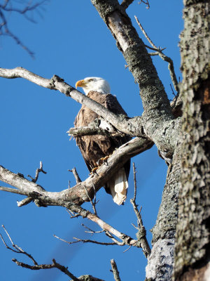 The bald eagle beside the trail