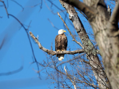 The bald eagle beside the trail