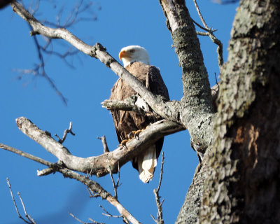The bald eagle beside the trail