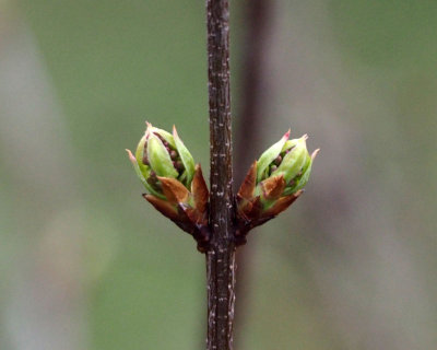 Lilac buds in Spring
