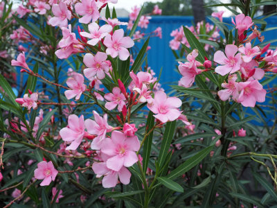 Flowers at our house in Chennai