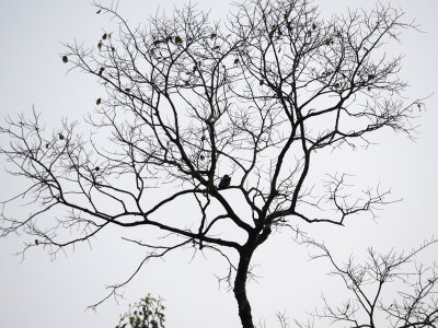 Tree full of birds in the morning
