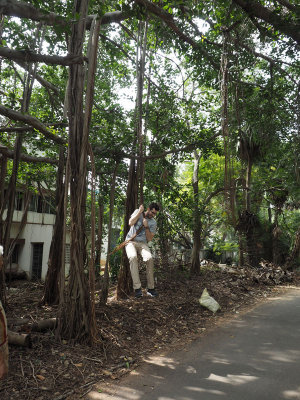 Climbing a banyan tree