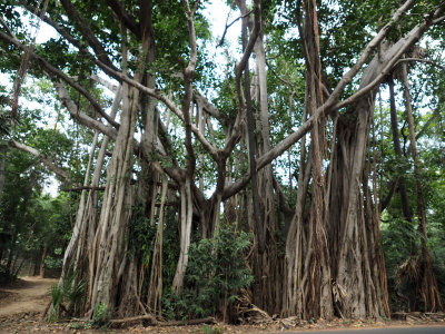 The Banyan Tree