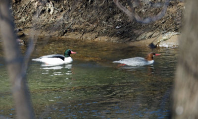 Mergansers