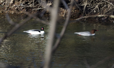 Mergansers