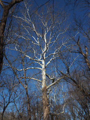 The sycamore tree on the trail