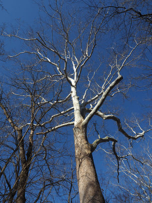 The sycamore tree on the trail