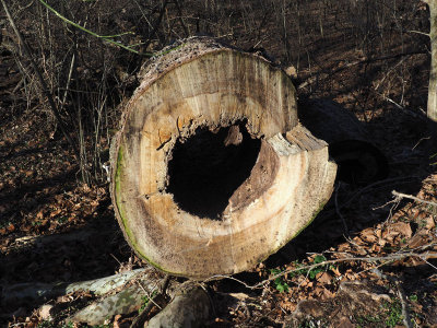 A hollow tree trunk beside the trail