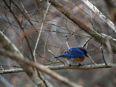 Bluebird in the backyard (1) - I think it sees me