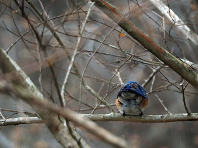 Bluebird in the backyard (2) - it turns its back on me