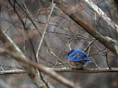 Bluebird in the backyard (3) - turning my way