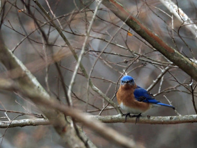 Bluebird in the backyard (4) - All turned around and looking at me