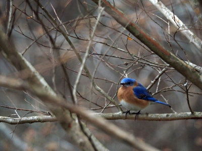 Bluebird in the backyard (5) - Turning away from me slowly