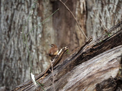 The wren beside the trail