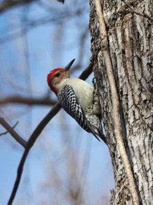 Red bellied woodpecker