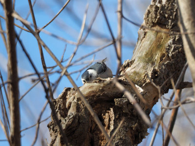 The nuthatch