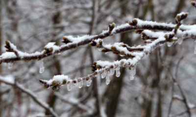 Ice and snow mix on the branches of the tree