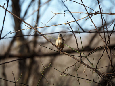 The singing wren on the trail