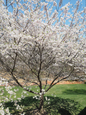 Cherry blossom tree in the backyard