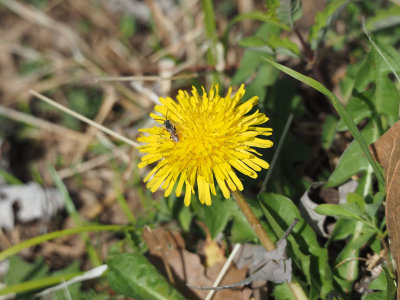 Food from the dandelion