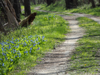 Bluebells line the trail
