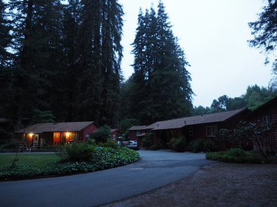 Early morning at the resort, amidst the redwoods