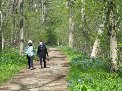 Among the bluebells