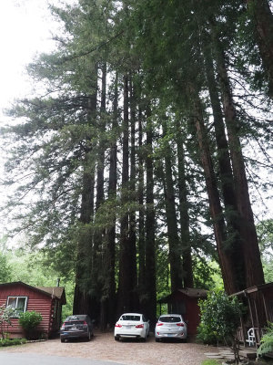 Amongst the redwood trees