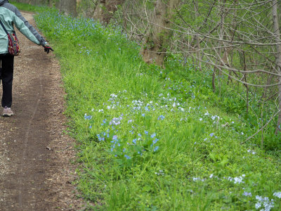 Pointing to the flowers