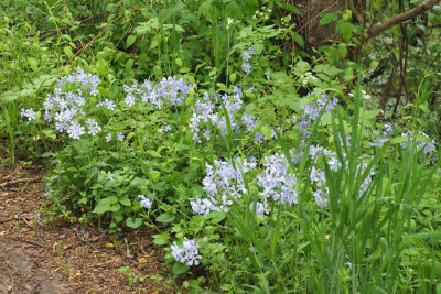 May 6th - Wild phlox on the trail