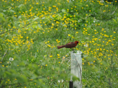 The cardinal amidst the buttercups
