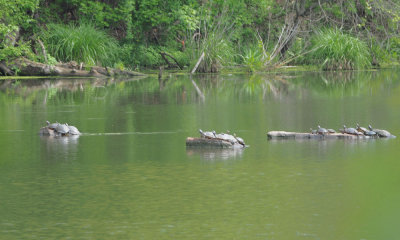 Turtles