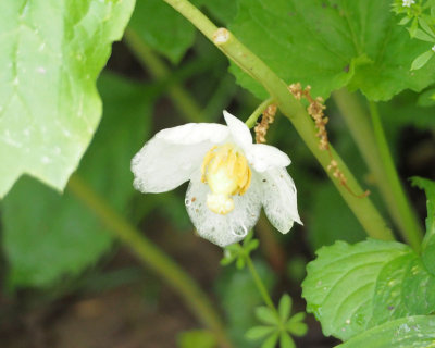 Mayapple flower